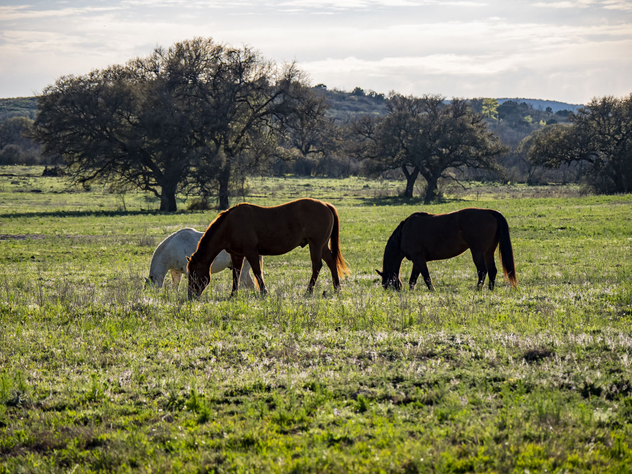 Texas ranch country